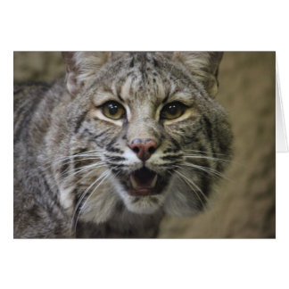 Atemberaubende Bobcat-Karte