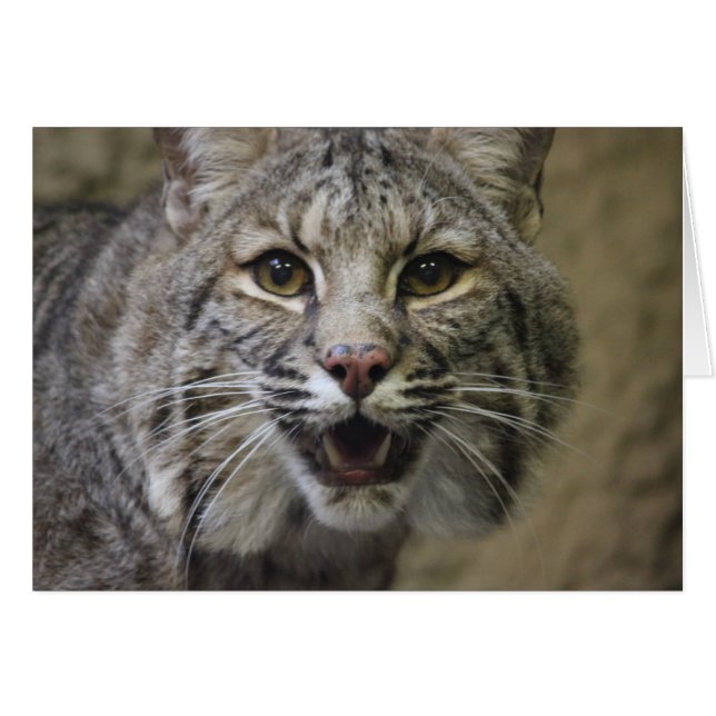 Atemberaubende Bobcat-Karte (Vorderseite (Horizontal))