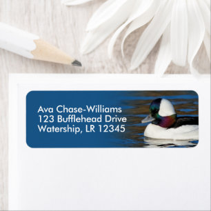 Atemberaubende Bufflehead-Ente am Winterteich
