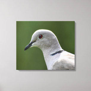 Atemberaubende Collared Dove Leinwanddruck