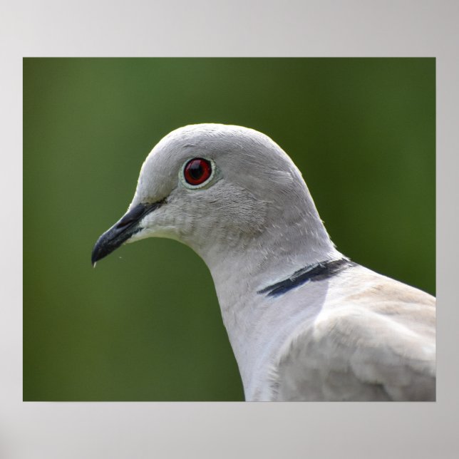 Atemberaubende Collared Dove Poster (Vorne)