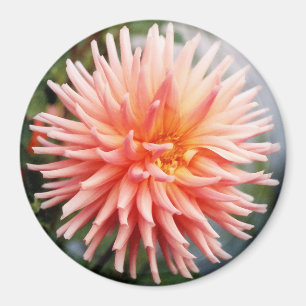 Atemberaubende Dahlia-Blüte Magnet