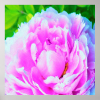 Atemberaubende doppelte rosa Pfingstrose Blumendet