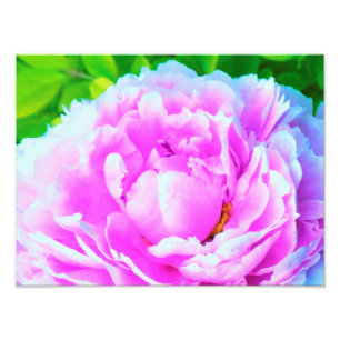 Atemberaubende doppelte rosa Pfingstrose Blütendet Fotodruck