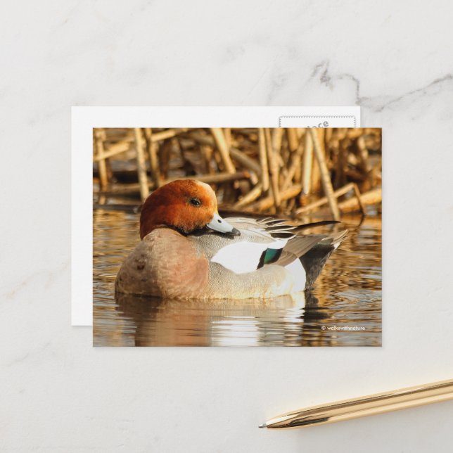 Atemberaubende Eurasian-Wigeon-Ente am Teich Postkarte (Vorderseite/Rückseite Beispiel)