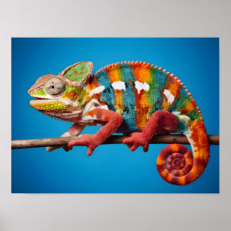 Atemberaubende Farbenpracht mit einem blauen Hinte Poster
