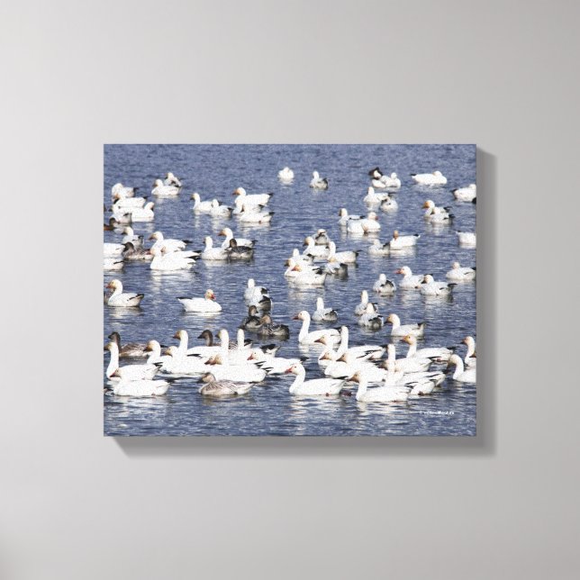 Atemberaubende Flock von Schneegänse am Strand Leinwanddruck (Vorderseite)