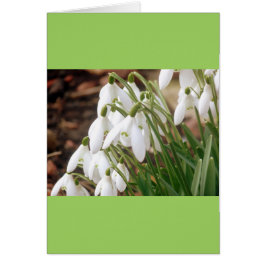 Atemberaubende Frühlingssnowdrops