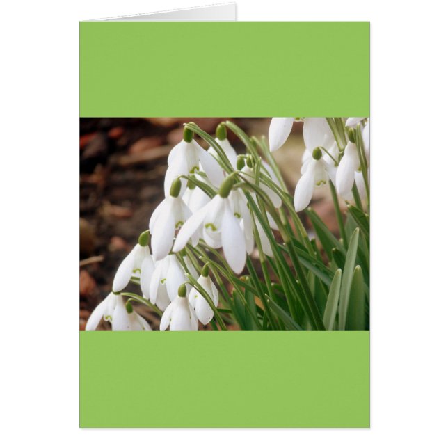 Atemberaubende Frühlingssnowdrops (Vorne)