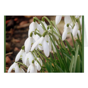 Atemberaubende Frühlingssnowdrops