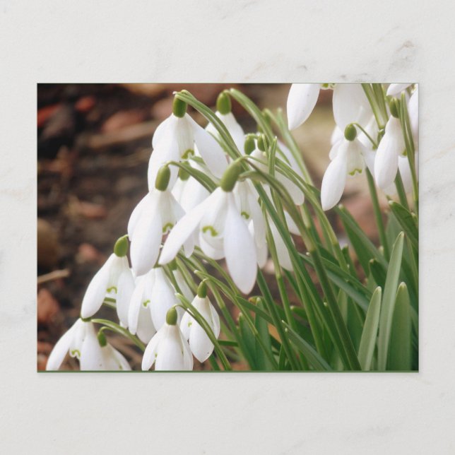 Atemberaubende Frühlingssnowdrops Postkarte (Vorderseite)