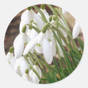 Atemberaubende Frühlingssnowdrops Runder Aufkleber