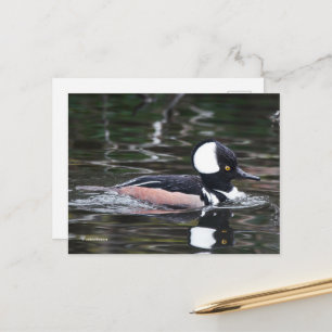Atemberaubende, gehobene Merganser Duckswims von Postkarte