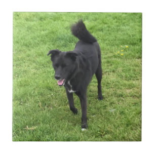 Atemberaubende Husky/Labrador-Kreuz-Keramik Fliese