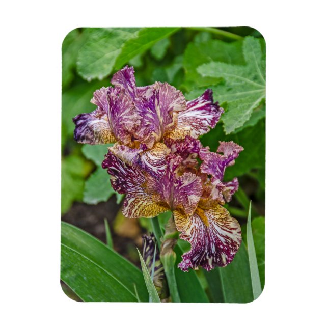 Atemberaubende Iris-Blüten Magnet (Vertikal)