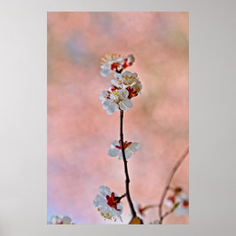 Atemberaubende japanische Apricot-Blume Poster