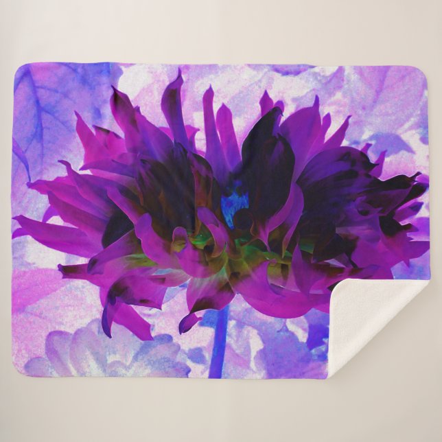 Atemberaubende Lila und schwarze Kaktus Dahlia Sherpadecke (Vorderseite (Horizontal))