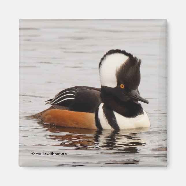 Atemberaubende Merganser-Ente am Teich Magnet (Vorne)