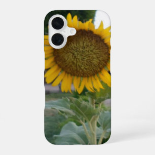 Atemberaubende natürliche Sonnenblume Goldene St iPhone 16 Hülle