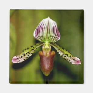 Atemberaubende Orchidee Magnet