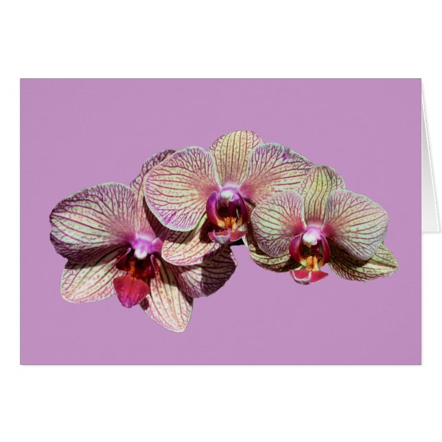 Atemberaubende Orchideen-Trio-Blumen-Karte (Vorderseite (Horizontal))