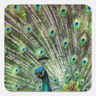 Atemberaubende Pfau- und Federn Zubehör für Fotos Quadratischer Aufkleber