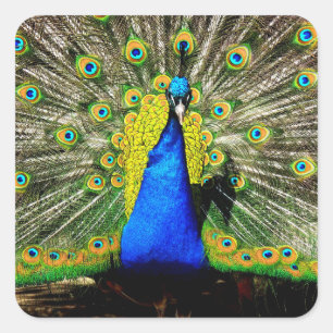 Atemberaubende Pfauenkleber Quadratischer Aufkleber