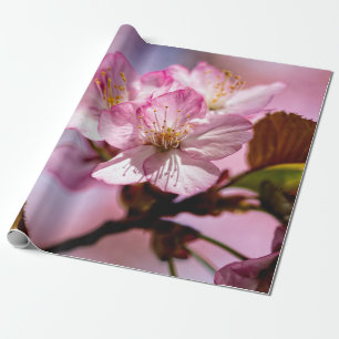 Atemberaubende Sakura-Blume mit rosa Farbtupfern Geschenkpapier
