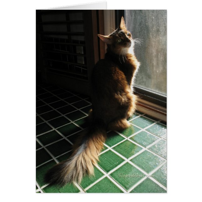 Atemberaubende somalische Katzen-Karte (Vorne)