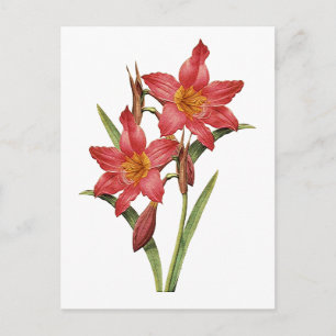 Atemberaubende tropische Amaryllis-Studie Postkarte