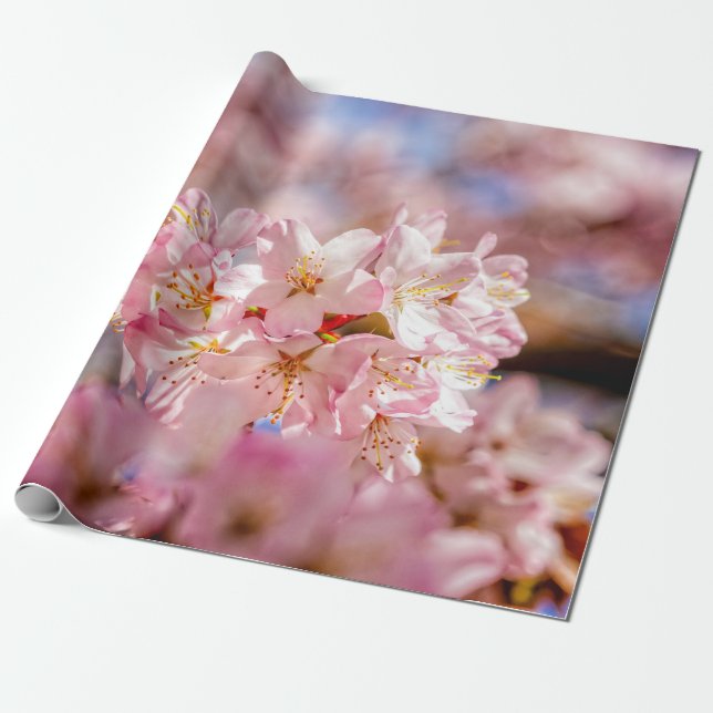 Atemberaubende und Phantastische rosa Sakura-Blume Geschenkpapier (Ungerollt)