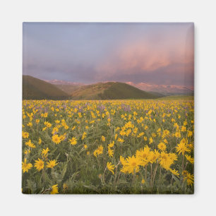 Atemberaubende Wildblumenwiese bei Sonnenaufgang i Magnet