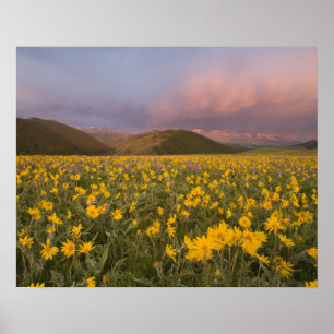Atemberaubende Wildblumenwiese bei Sonnenaufgang i Poster