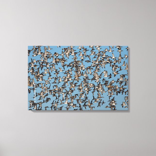 Atemberaubende Winterenten im Flug Leinwanddruck (Vorderseite)