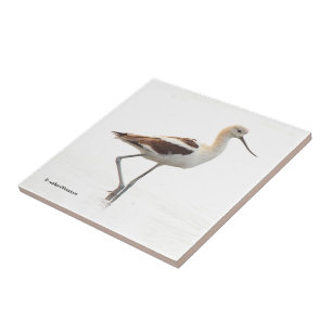 Atemberaubender American Avocet Wading Bird am Str Fliese