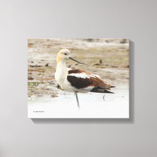 Atemberaubender American Avocet Wading Bird am Str Leinwanddruck