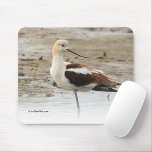 Atemberaubender American Avocet Wading Bird am Str Mousepad