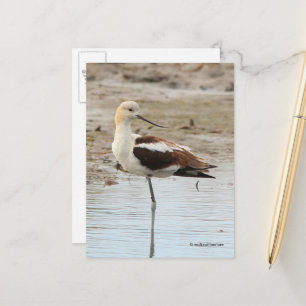 Atemberaubender American Avocet Wading Bird am Str Postkarte