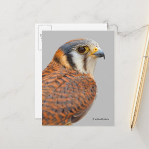 Atemberaubender amerikanischer Kestrel Sparrowhawa Postkarte