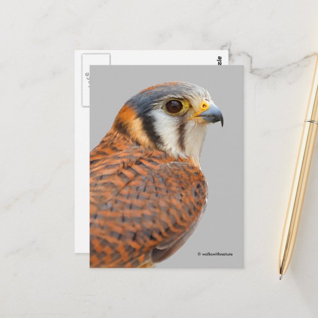 Atemberaubender amerikanischer Kestrel Sparrowhawa Postkarte (Vorderseite/Rückseite Beispiel)
