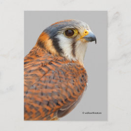 Atemberaubender amerikanischer Kestrel Sparrowhawa Postkarte