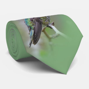 Atemberaubender Anna-Hummingvogel auf dem Pflaumen Krawatte