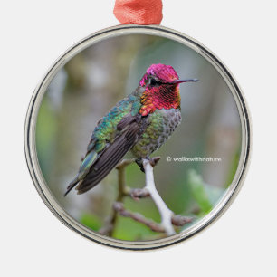 Atemberaubender Anna-Hummingvogel auf dem Pflaumen Ornament Aus Metall