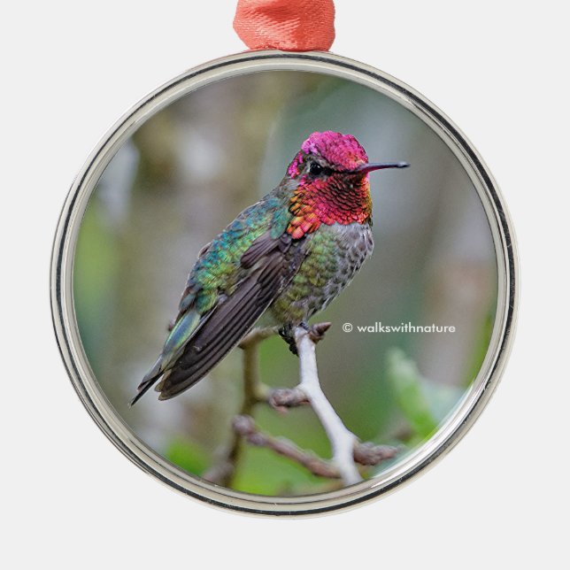 Atemberaubender Anna-Hummingvogel auf dem Pflaumen Ornament Aus Metall (Vorne)