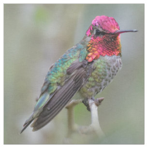 Atemberaubender Anna-Hummingvogel auf dem Pflaumen Stoff