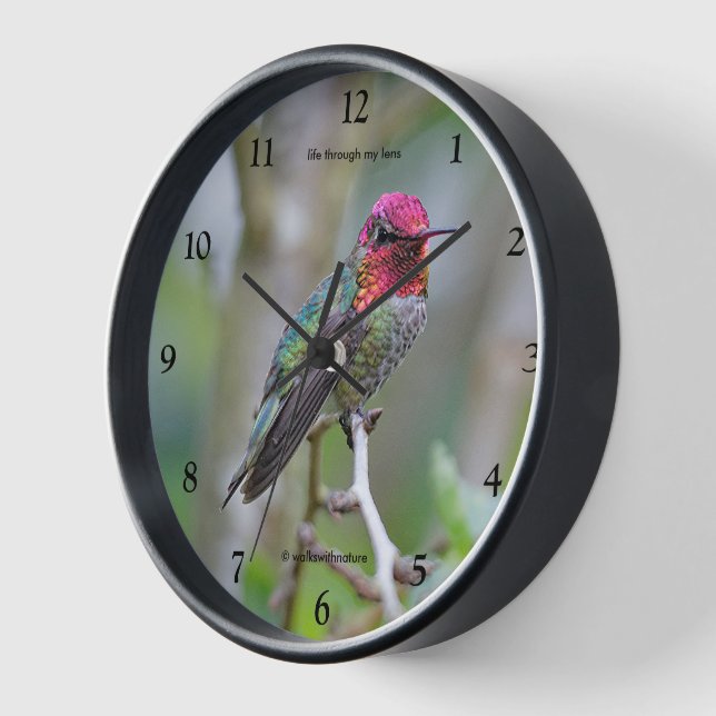 Atemberaubender Anna-Hummingvogel auf dem Pflaumen Wanduhr (Winkel)