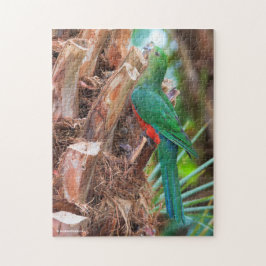 Atemberaubender australischer König Papagei Klette Puzzle