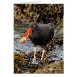 Atemberaubender Black Oystercatcher Shorebird mit