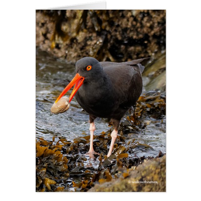 Atemberaubender Black Oystercatcher Shorebird mit  (Vorne)