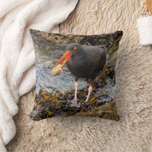 Atemberaubender Black Oystercatcher Shorebird mit Kissen